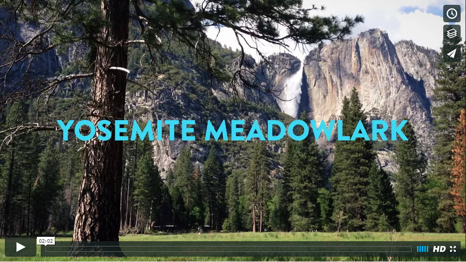 Yosemite Meadowlark